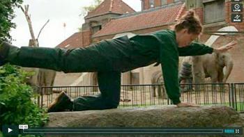 Motion i haven, Hunden