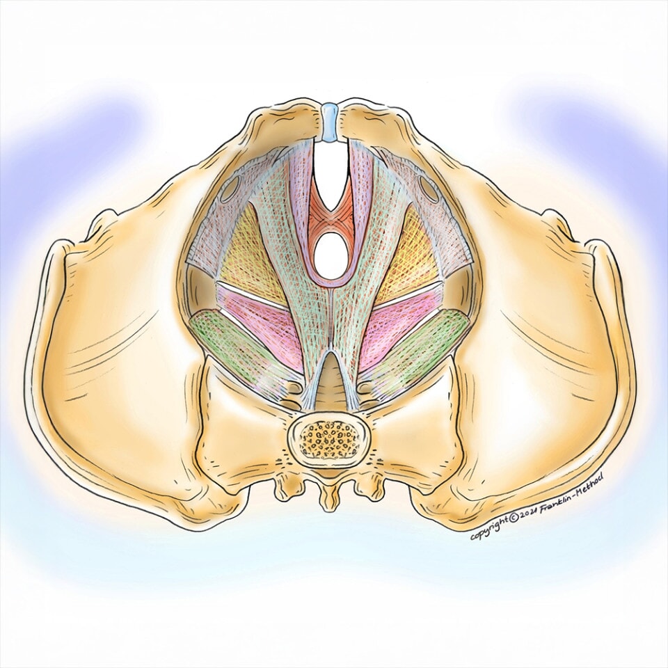 Det funktionelle bækken med Franklin Method
